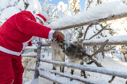Weihnachtsmann füttert Rentiere, Ruka (Kuusamo), Region Nordösterbotten, Lappland, Finnland, Europa - RHPLF09230