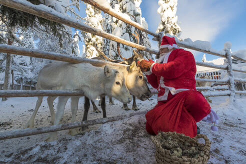 Weihnachtsmann füttert Rentiere, Ruka (Kuusamo), Region Nordösterbotten, Lappland, Finnland, Europa - RHPLF09231
