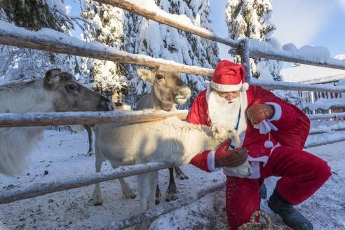 Der Weihnachtsmann streichelt das Rentier, Ruka (Kuusamo), Region Nord-Ostbottnien, Lappland, Finnland, Europa - RHPLF09232