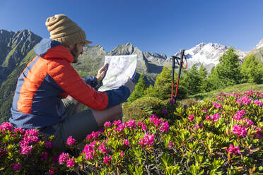 Wanderer, umgeben von Rhododendren, schaut auf die Karte, Scermendone Alp, Provinz Sondrio, Valtellina, Rhätische Alpen, Lombardei, Italien, Europa - RHPLF09242