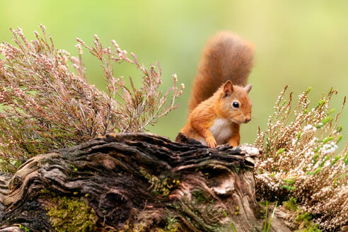 Rotes Eichhörnchen (Sciurus vulgaris), Schottland, Vereinigtes Königreich, Europa - RHPLF09250