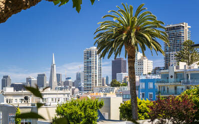 Downtown San Francisco mit der Transamerica Pyramid und einer großen Palme, San Francisco, Kalifornien, Vereinigte Staaten von Amerika, Nordamerika - RHPLF09285