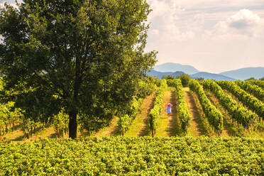 Woman immersed in the vineyards of Franciacorta, Brescia province, Lombardy, Italy, Europe - RHPLF09315