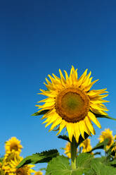 Sonnenblumen auf einem Feld, Frankreich, Europa - RHPLF09478