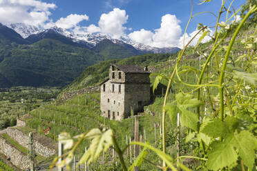 Bauernhaus und Weinberge, Bianzone, Provinz Sondrio, Valtellina, Lombardei, Italien, Europa - RHPLF09531