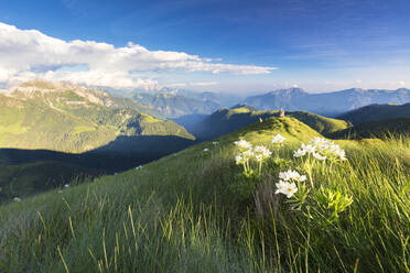 Wild flowers on crest towards Monte Azzarini with Bergamo Orobie Alps in the background, San Marco Pass, Lombardy, Italy, Europe - RHPLF09536