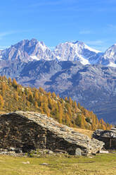 Steinhütte und bunter Wald im Herbst mit Bernina-Gruppe im Hintergrund, Alpe Arcoglio Valmalenco, Valtellina, Lombardei, Italien, Europa - RHPLF09540