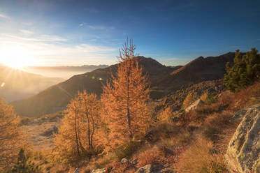 Sunburst auf bunten Lärchen im Herbst, Alpe Arcoglio Valmalenco, Valtellina, Lombardei, Italien, Europa - RHPLF09541