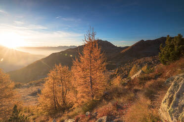Sunburst on colorful larches during fall season, Alpe Arcoglio Valmalenco, Valtellina, Lombardy, Italy, Europe - RHPLF09541
