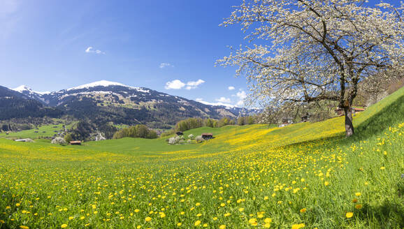 Panoramablick auf grüne Wiesen und Wildblumen im Frühling, Luzein, Region Prattigau-Davos, Kanton Graubünden, Schweiz, Europa - RHPLF09552