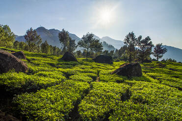 Landschaft mit Teeplantagen in der Nähe von Munnar in den Western Ghats Mountains, Kerala, Indien, Asien - RHPLF09601