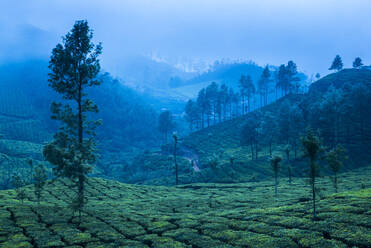 Tea plantations, Munnar, Western Ghats Mountains, Kerala, India, Asia - RHPLF09604