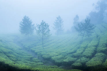 Teeplantagen im Nebel, Munnar, Western Ghats Mountains, Kerala, Indien, Asien - RHPLF09605