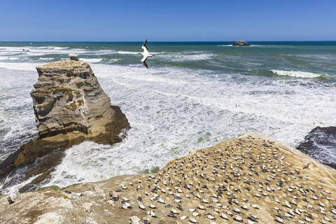 Tölpel, der an einem sonnigen Tag über das Meer fliegt, Auckland, Neuseeland, lizenzfreies Stockfoto