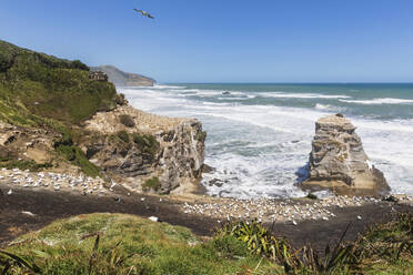 Tölpel fliegen über Meer gegen klaren blauen Himmel während sonnigen Tag in Auckland, Neuseeland - FOF10912