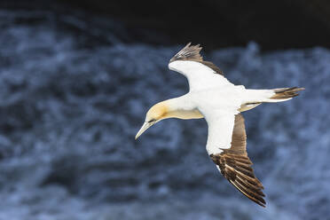 Close-up of bobby flying in mid-air at Murawai Beach, Auckland, New Zealand - FOF10921