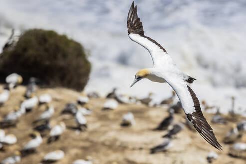 Nahaufnahme eines in der Luft fliegenden Bobbys am Murawai Beach in Auckland, Neuseeland - FOF10922