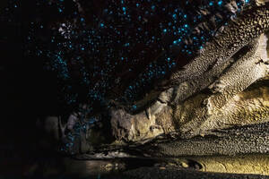 Niedrigwinkelansicht der beleuchteten Arachnocampa luminosa in der Waipu-Höhle, Neuseeland - FOF10927