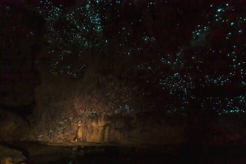 Niedrigwinkelansicht der beleuchteten Arachnocampa luminosa in der Waipu-Höhle in Neuseeland - FOF10928