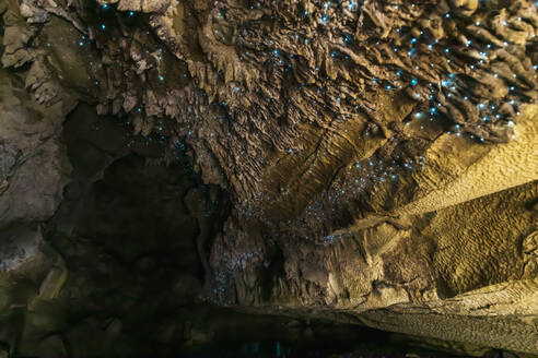 Niedrigwinkelansicht von Arachnocampa luminosa in der Waipu-Höhle, Neuseeland - FOF10929