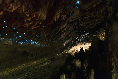 Tiefblick auf die beleuchtete Arachnocampa luminosa in der Höhle von Waipu, Neuseeland - FOF10930