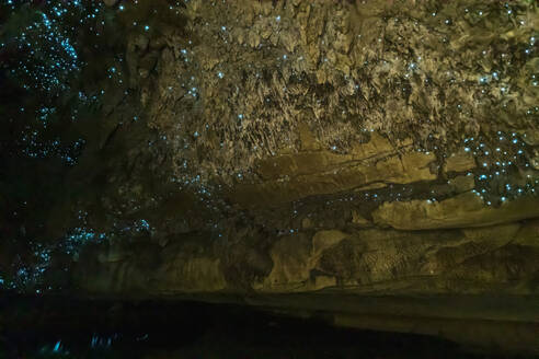 Niedrigwinkelansicht der beleuchteten Arachnocampa luminosa in der Waipu-Höhle, Ozeanien, Neuseeland - FOF10931