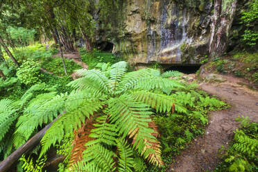 Farne am Eingang der Waipu-Höhlen im Wald, Neuseeland - FOF10934