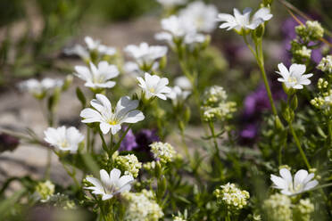 Nahaufnahme von blühenden Polygala alpestris-Blüten im Freien, Kitzbühel, Tirol, Österreich - WIF04059