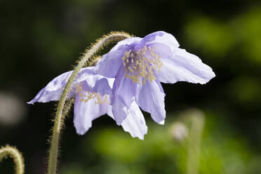 Nahaufnahme von blühenden Himalaya-Mohnblüten im Freien - WIF04060