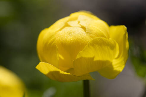 Nahaufnahme einer blühenden gelben Trollblume im Freien - WIF04062