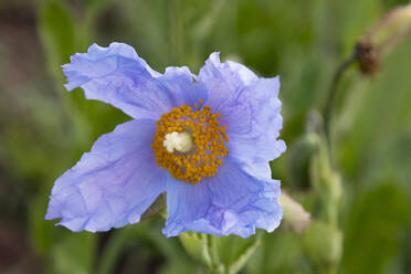 Close-up of Blue Tibetan poppy blooming outdoors - WIF04064