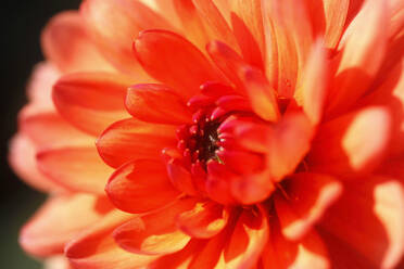 Extreme close-up of orange dahlia - JTF01331