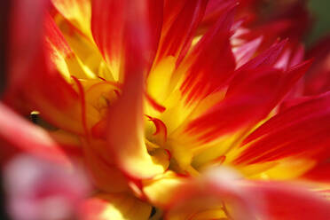 Extreme close-up of red and yellow dahlia - JTF01332