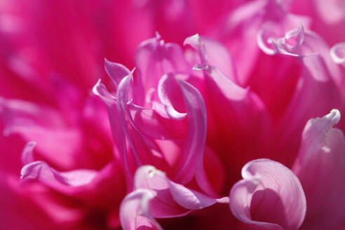 Extreme close-up of pink dahlia - JTF01334