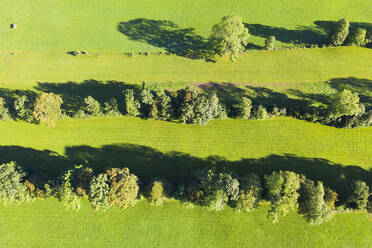 Ansicht des Naturdenkmals Heckenlandschaft bei Gaissach, Lenggries, Isarwinkel, Oberbayern, Bayern, Deutschland - SIEF09023