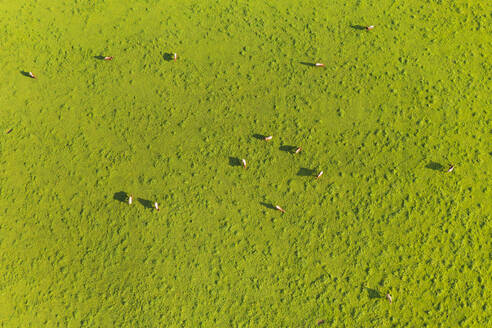 Luftaufnahme von weidenden Kühen auf einer Wiese, Peretshofen, Deutschland - LHF00698