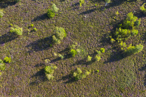 Luftaufnahme von Bäumen auf einem Grundstück im Wald, Dietramszell, Deutschland, lizenzfreies Stockfoto