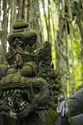 Affenwald-Schutzgebiet, Ubud, Bali, Indonesien, Südostasien, Asien - RHPLF09797
