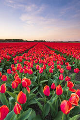 Tulip fields around Lisse, South Holland, The Netherlands, Europe - RHPLF09994