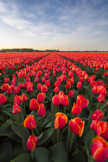 Tulpenfelder in der Umgebung von Lisse, Südholland, Die Niederlande, Europa - RHPLF09995