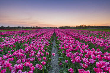 Tulpenfelder in der Umgebung von Lisse, Südholland, Die Niederlande, Europa - RHPLF09997