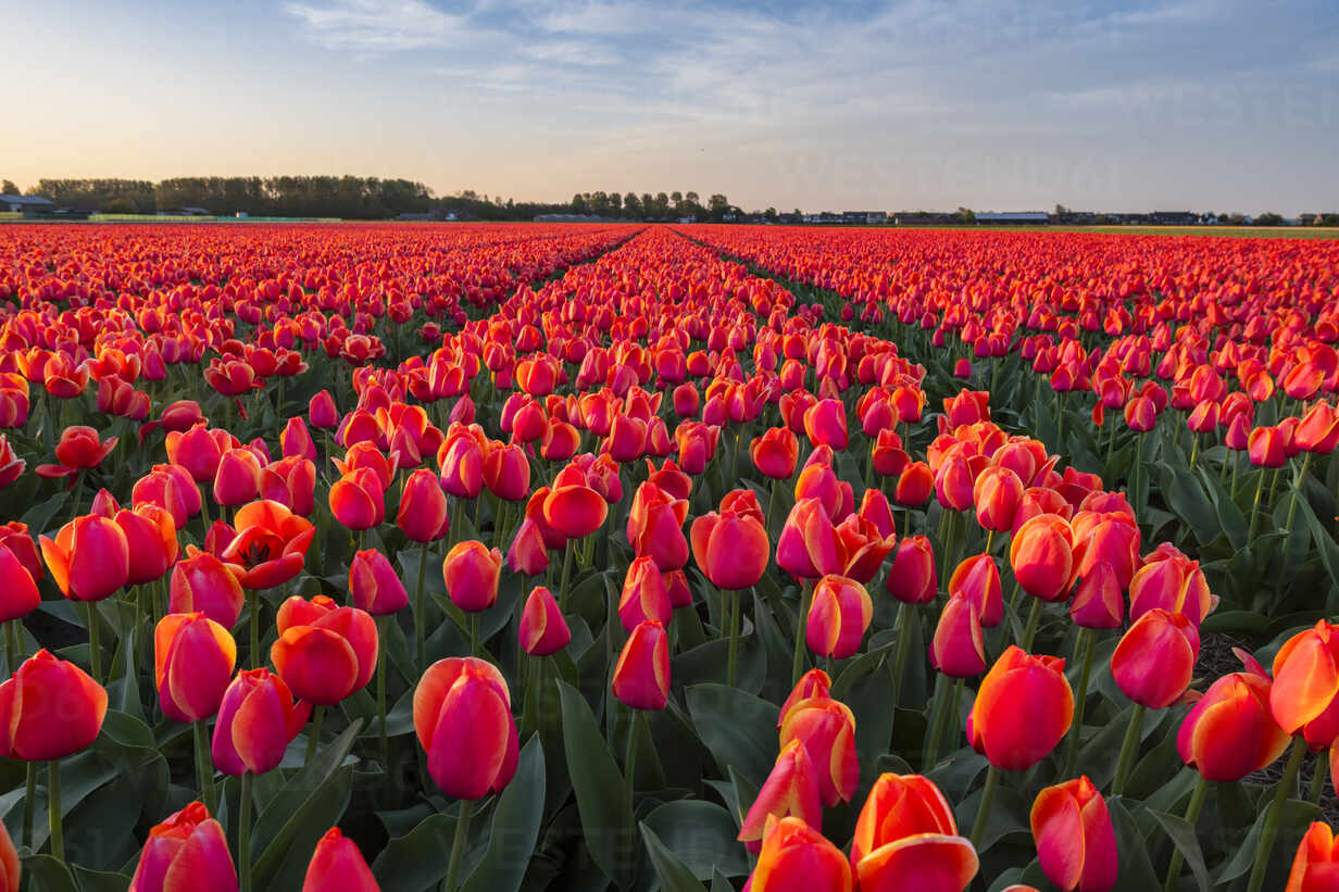 Tulip fields around Lisse, South Holland, The Netherlands, Europe