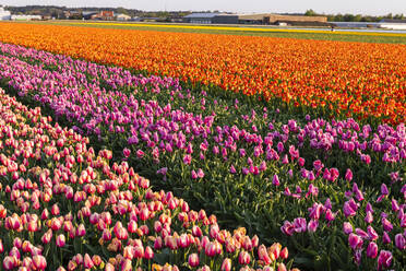 Tulpenfelder in der Umgebung von Lisse, Südholland, Die Niederlande, Europa - RHPLF10000