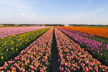 Tulpenfelder in der Umgebung von Lisse, Südholland, Die Niederlande, Europa - RHPLF10001