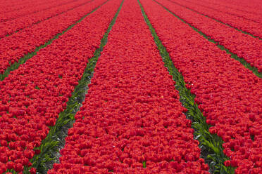 Tulpenfelder in Lisse, Südholland, Die Niederlande, Europa - RHPLF10002