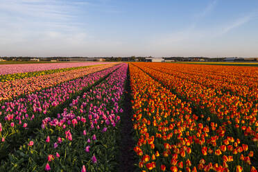 Tulpenfelder in der Umgebung von Lisse, Südholland, Die Niederlande, Europa - RHPLF10005