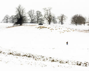 Bauer trägt Heu, mit Schafen, in schneebedecktem Feld, Kent, England, Vereinigtes Königreich, Europa - RHPLF10012