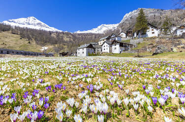 Blüte des Crocus nivea in Bosco Gurin, Vallemaggia, Kanton Tessin, Schweiz, Europa - RHPLF10032