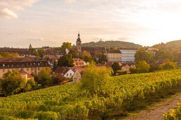 Wine fields by Altenburg, old fortress in Bamberg, UNESCO World Heritage Site, Bavaria, Germany, Europe - RHPLF10059