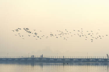 Kormoranschwarm über dem Fluss Ganges bei Sonnenaufgang, Allahabad Kumbh Mela, Allahabad, Uttar Pradesh, Indien, Asien - RHPLF10125